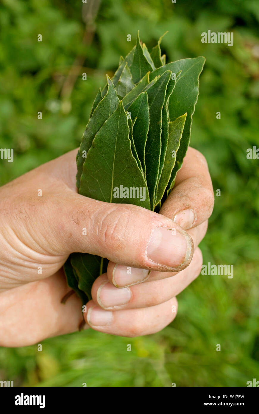 A fistful of freshly picked Bay leaves. The leaves of the Bay tree