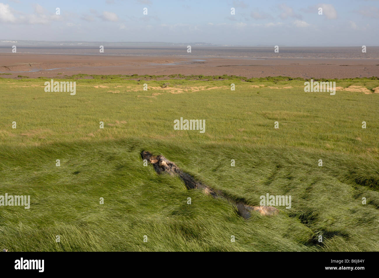 Driftwood tree in red fescue grass Festuca rubra saltmarsh Goldcliff Gwent Levels Newport Wales UK Europe Stock Photo
