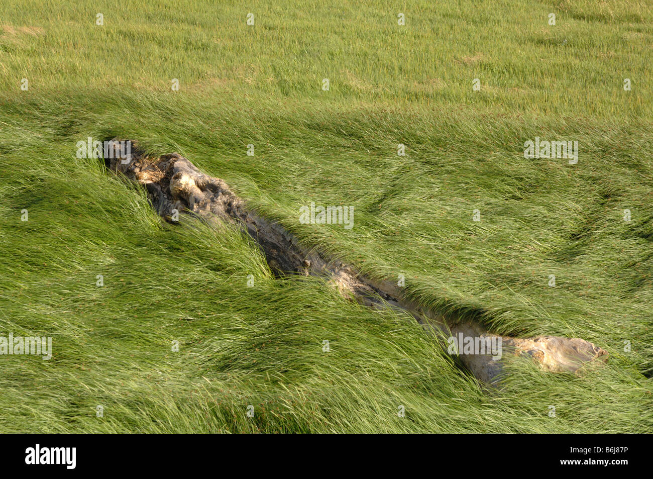 Driftwood tree in red fescue grass Festuca rubra Saltmarsh Goldcliff Gwent Levels Newport Wales UK Europe Stock Photo