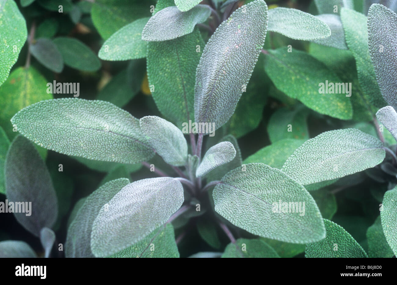 Close up of grey-green and pale purple leaves of hardy perennial herb plant Sage or Salvia nemorosa Purpurascens Stock Photo