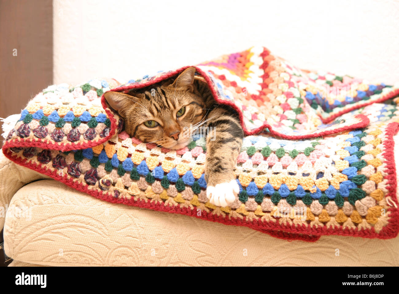 Tabby cat under a blanket Stock Photo Alamy