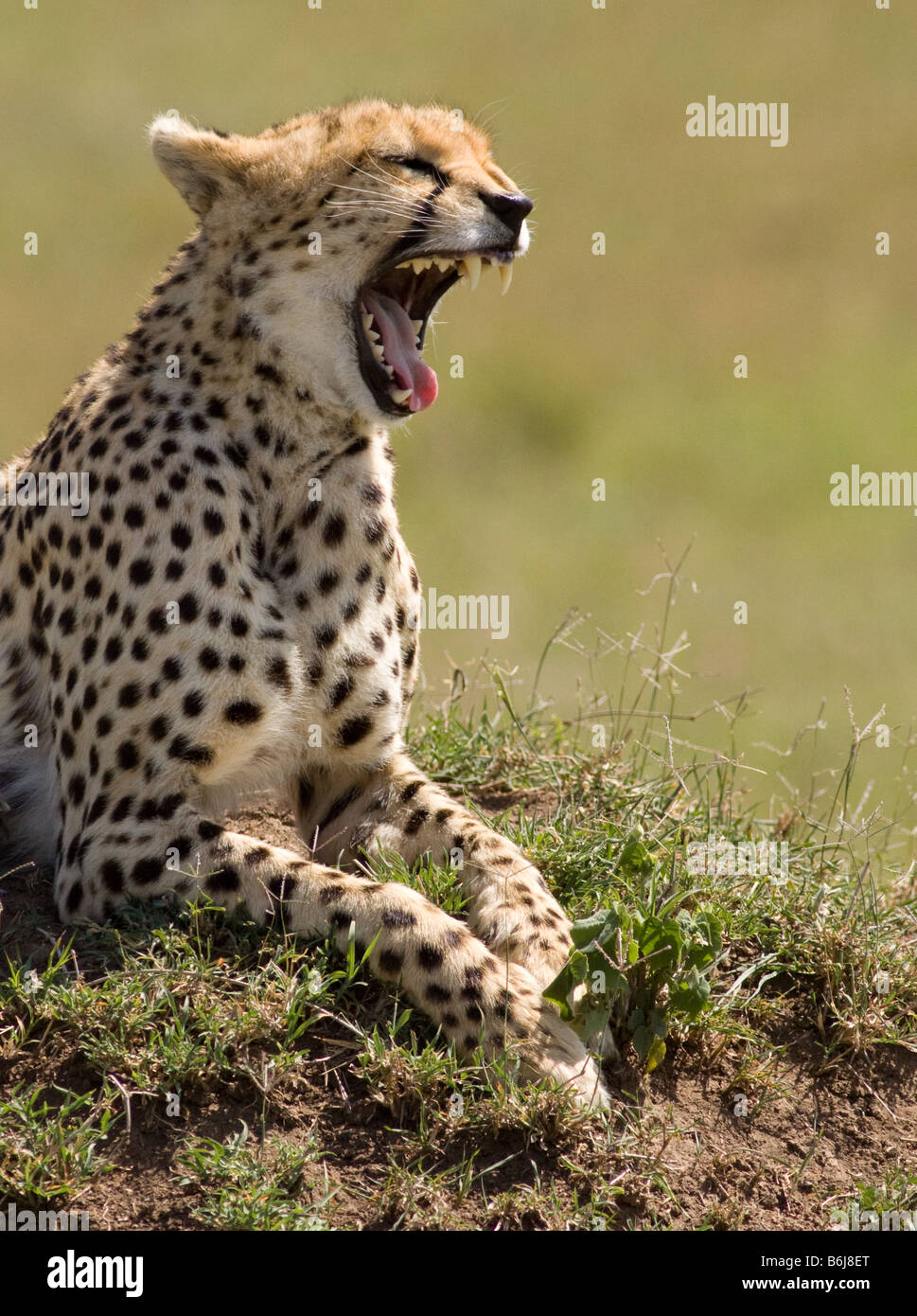 Cheetah Yawning Stock Photo