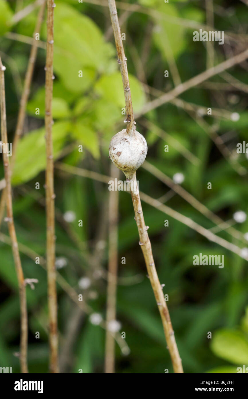 Goldenrod gall formed by gall fly larvae Stock Photo Alamy
