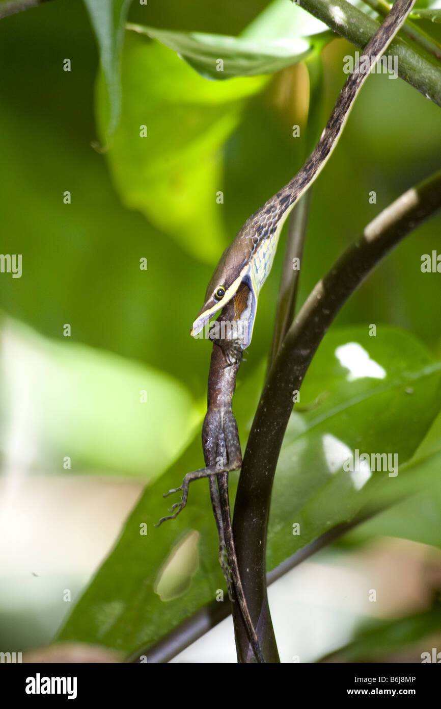 Palm Pitviper Eating a Lizard Stock Photo