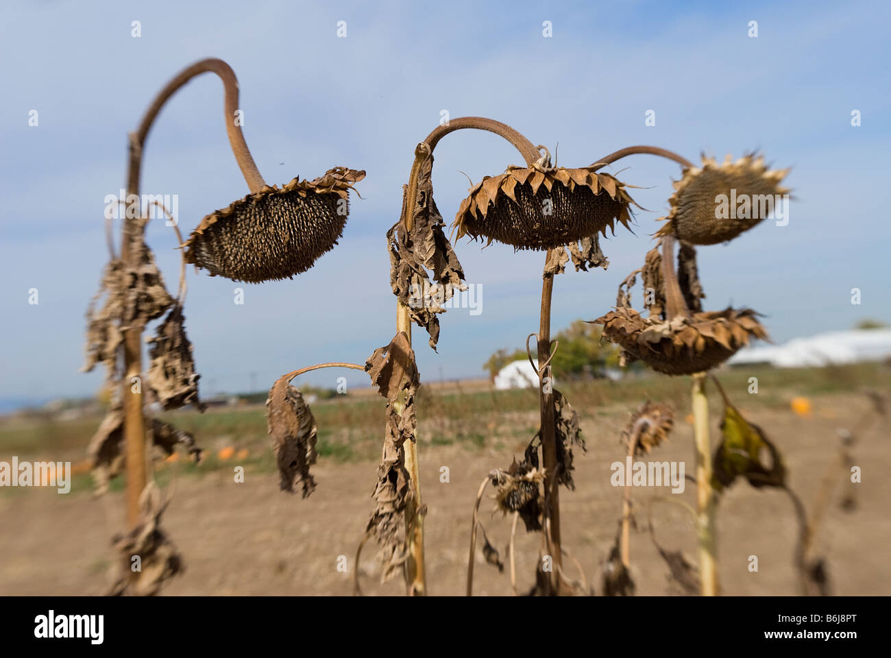 Drooping sunflower hires stock photography and images Alamy