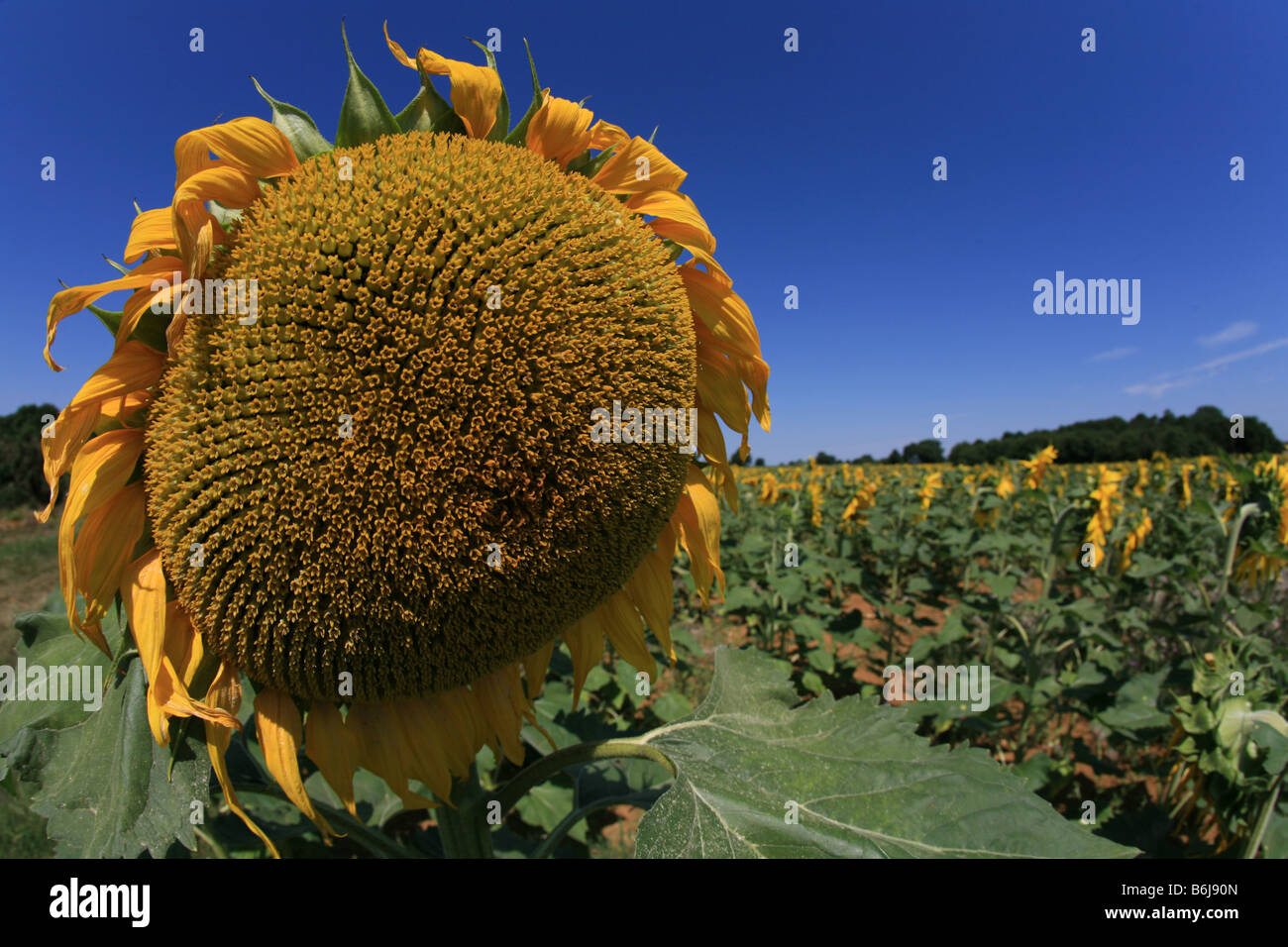 Wilting sunflower hires stock photography and images Alamy