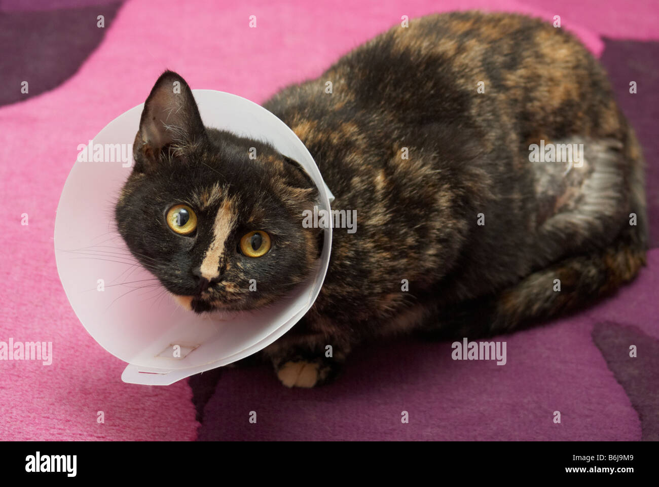 Kitten wearing a protective collar following medical operation Stock