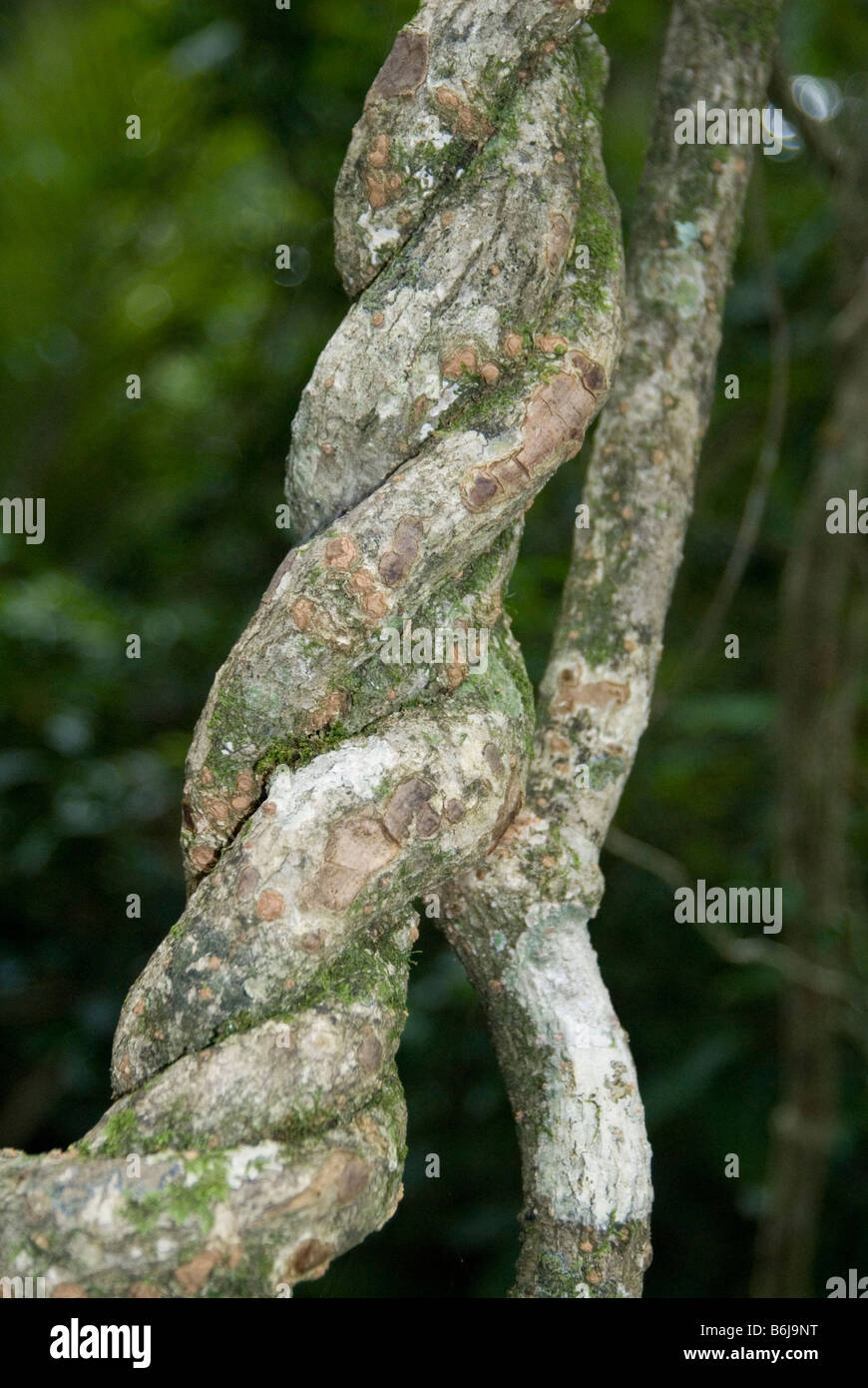 Rainforest strangler fig , Queensland , Australia Stock Photo