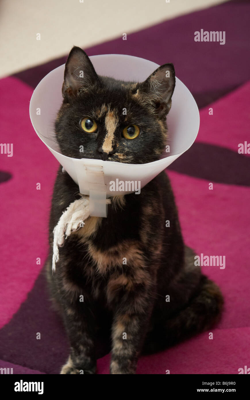 Kitten wearing a protective collar following medical operation Stock Photo