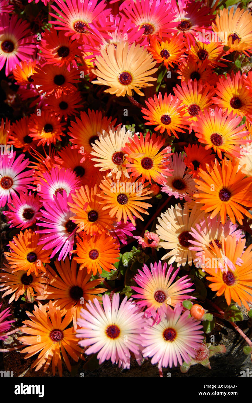 A Beautiful Display of Bright Coloured Mesembryanthemum Flowers in a Helensburgh Garden Scotland United Kingdom Stock Photo