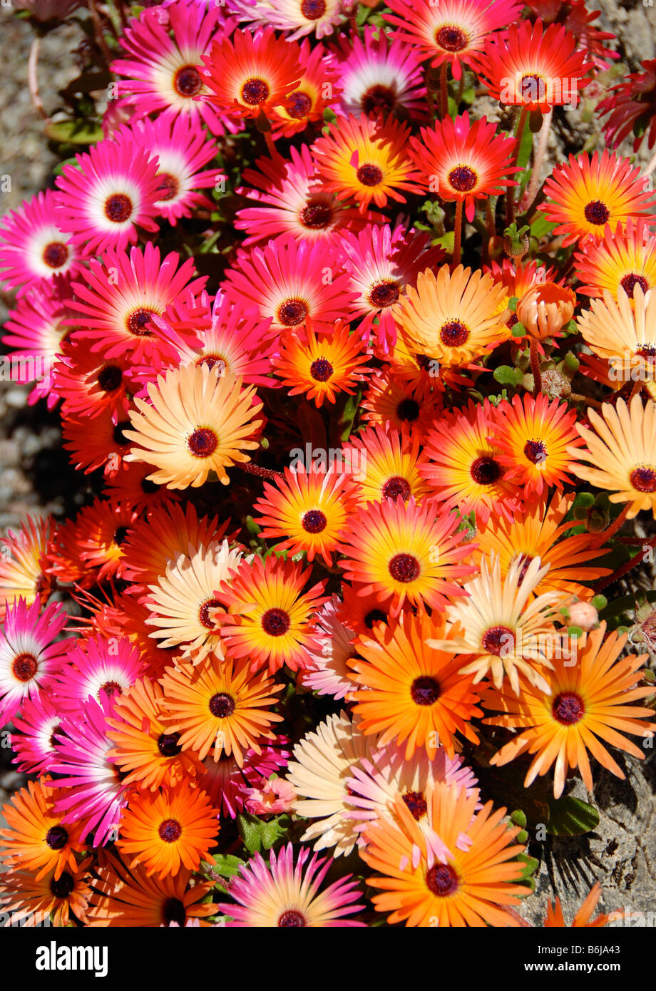 A Beautiful Display of Bright Coloured Mesembryanthemum Flowers in a Helensburgh Garden Scotland  United Kingdom Stock Photo