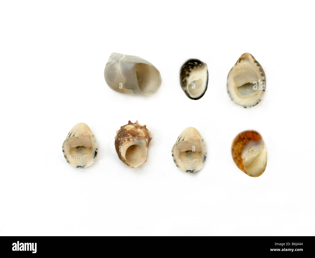 Gastropods Ear Shaped Shells Stock Photo