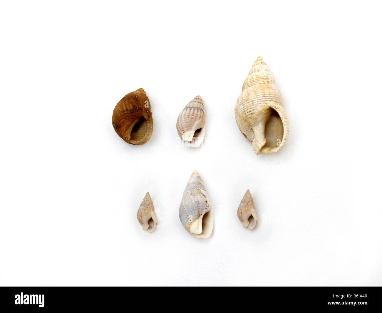 Gastropods Pear Shaped Shells Stock Photo