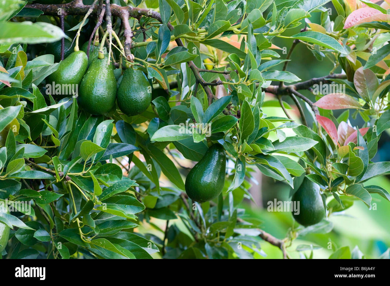Avocados hanging from tree, Kauai, Hawaii Stock Photo Alamy