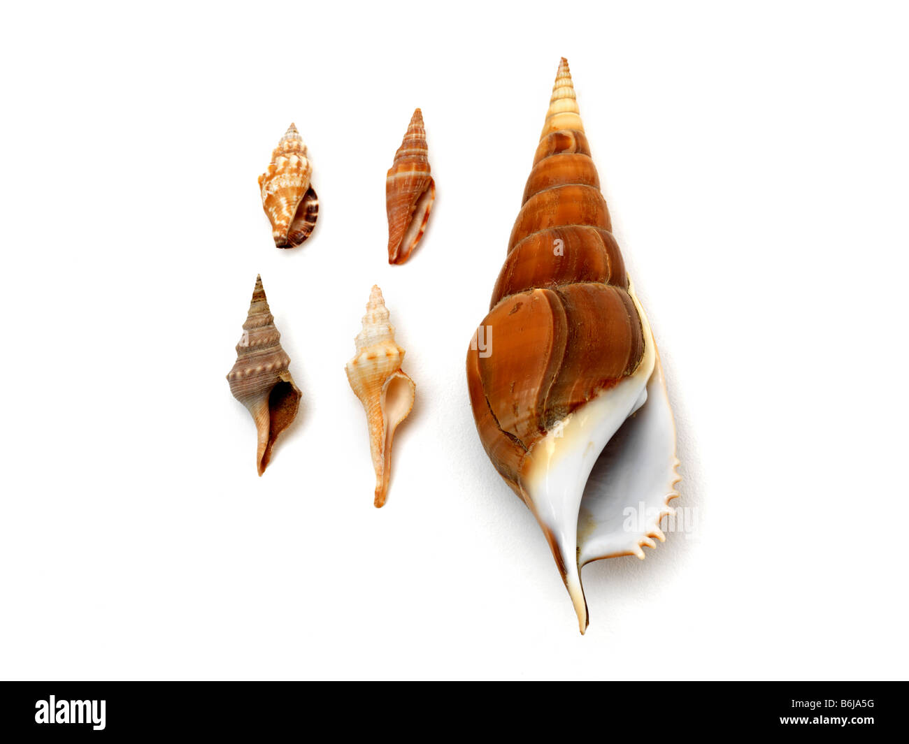 Spindle shaped hires stock photography and images Alamy