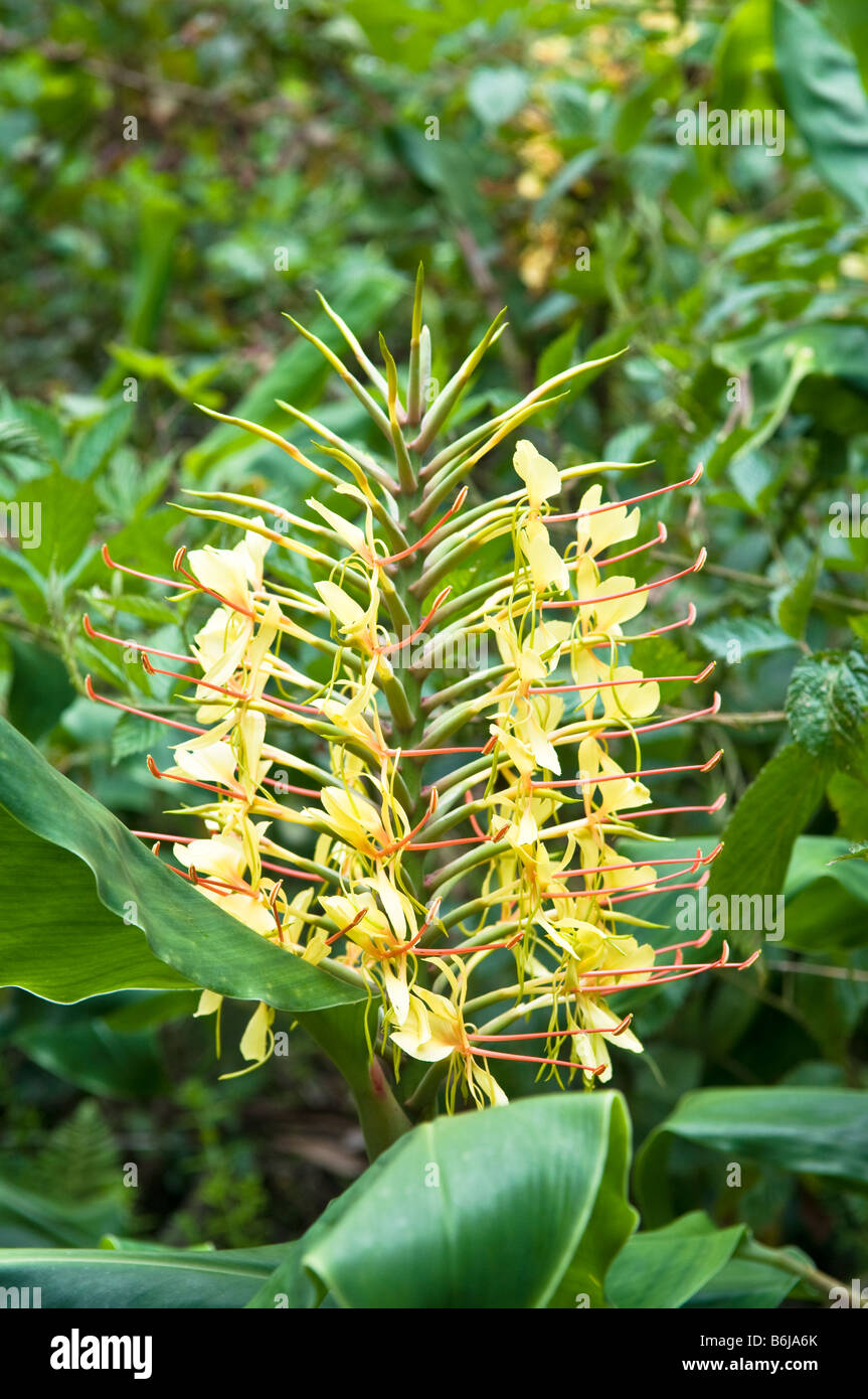 Yellow Ginger flowers, Koke'e, Kauai, Hawaii Stock Photo