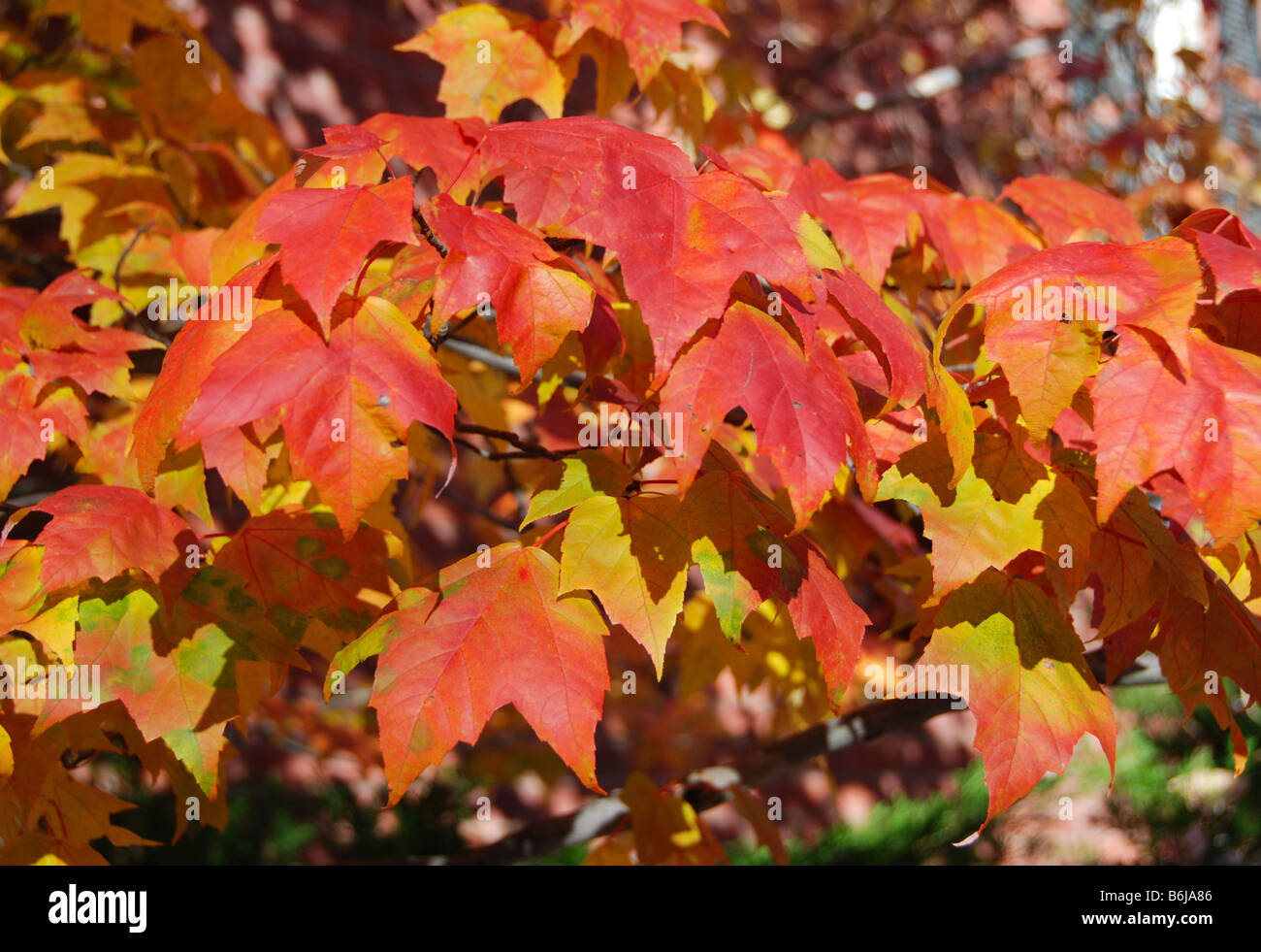 Sugar maple vermont tree hires stock photography and images Alamy