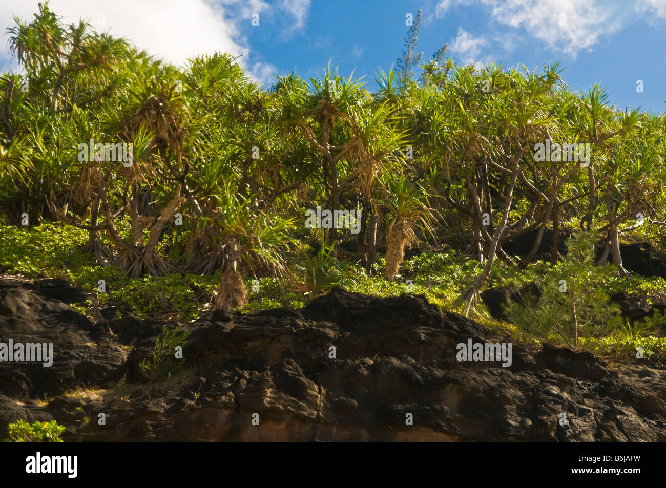 Lauhala hi-res stock photography and images - Alamy
