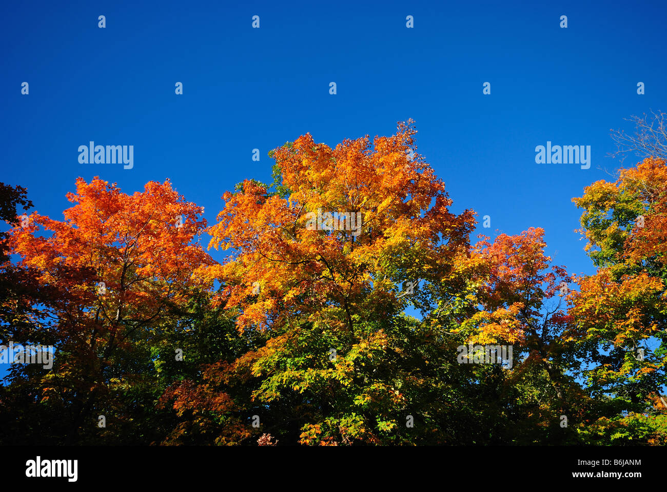 Fall sugar maples hi-res stock photography and images - Alamy