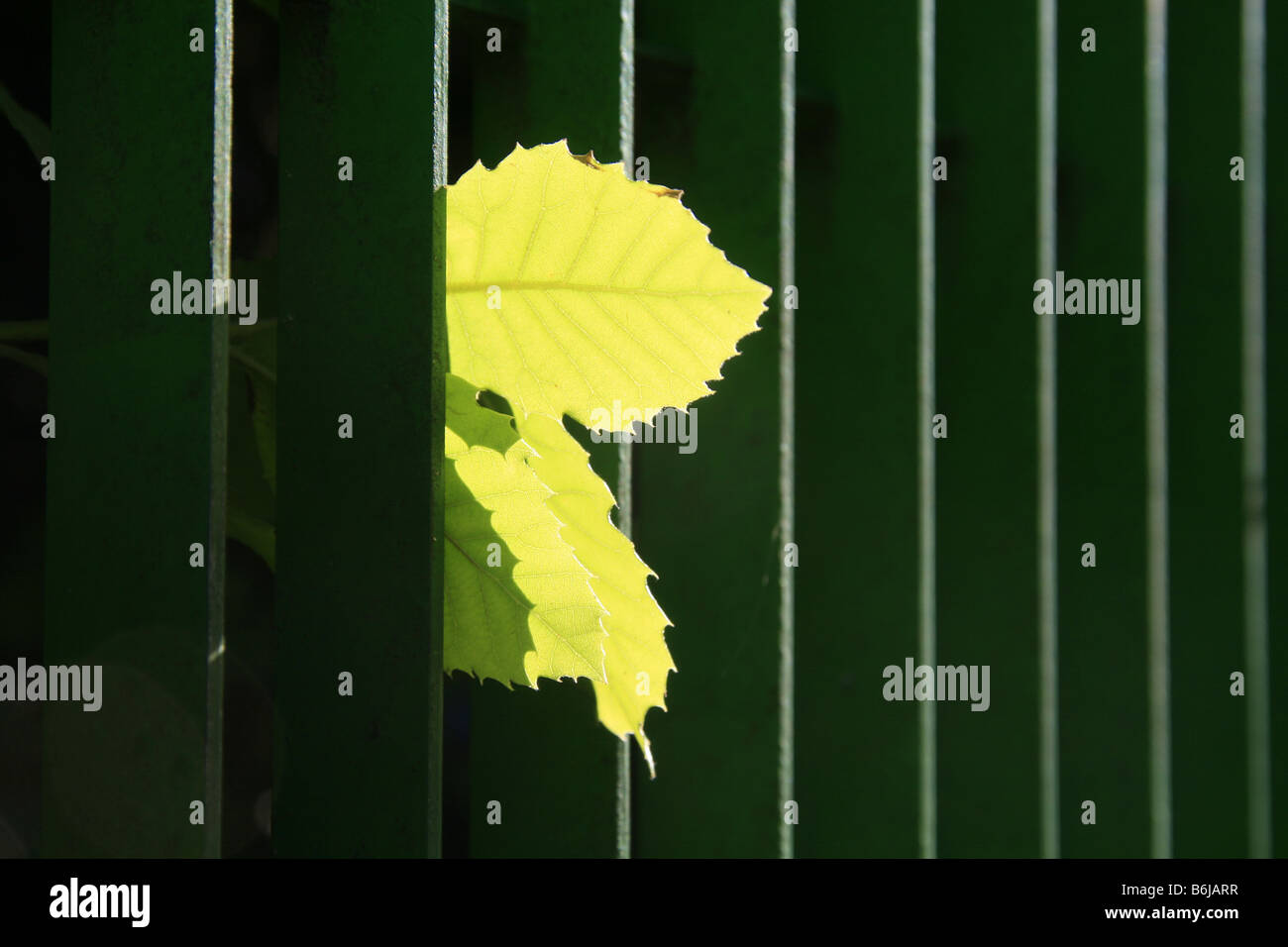 three green leaves growing through metal garden fence in sun Stock