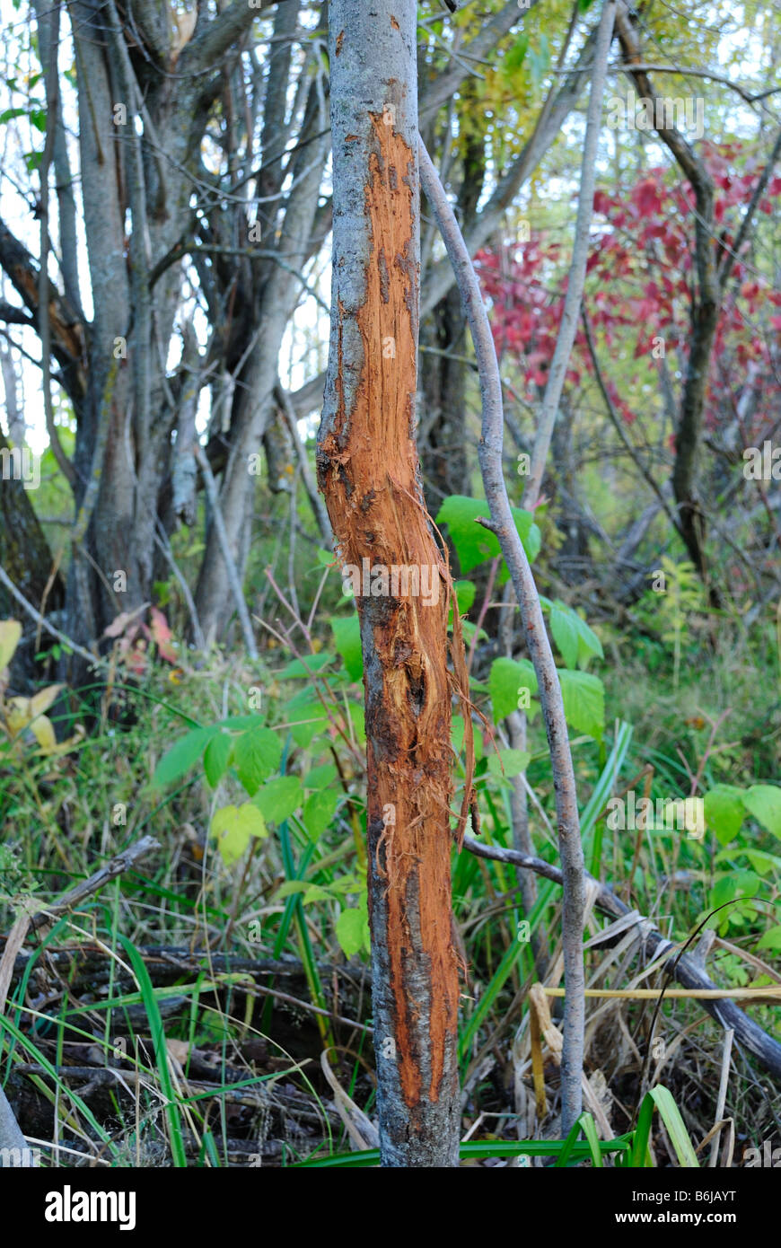 Whitetail deer rub Stock Photo Alamy