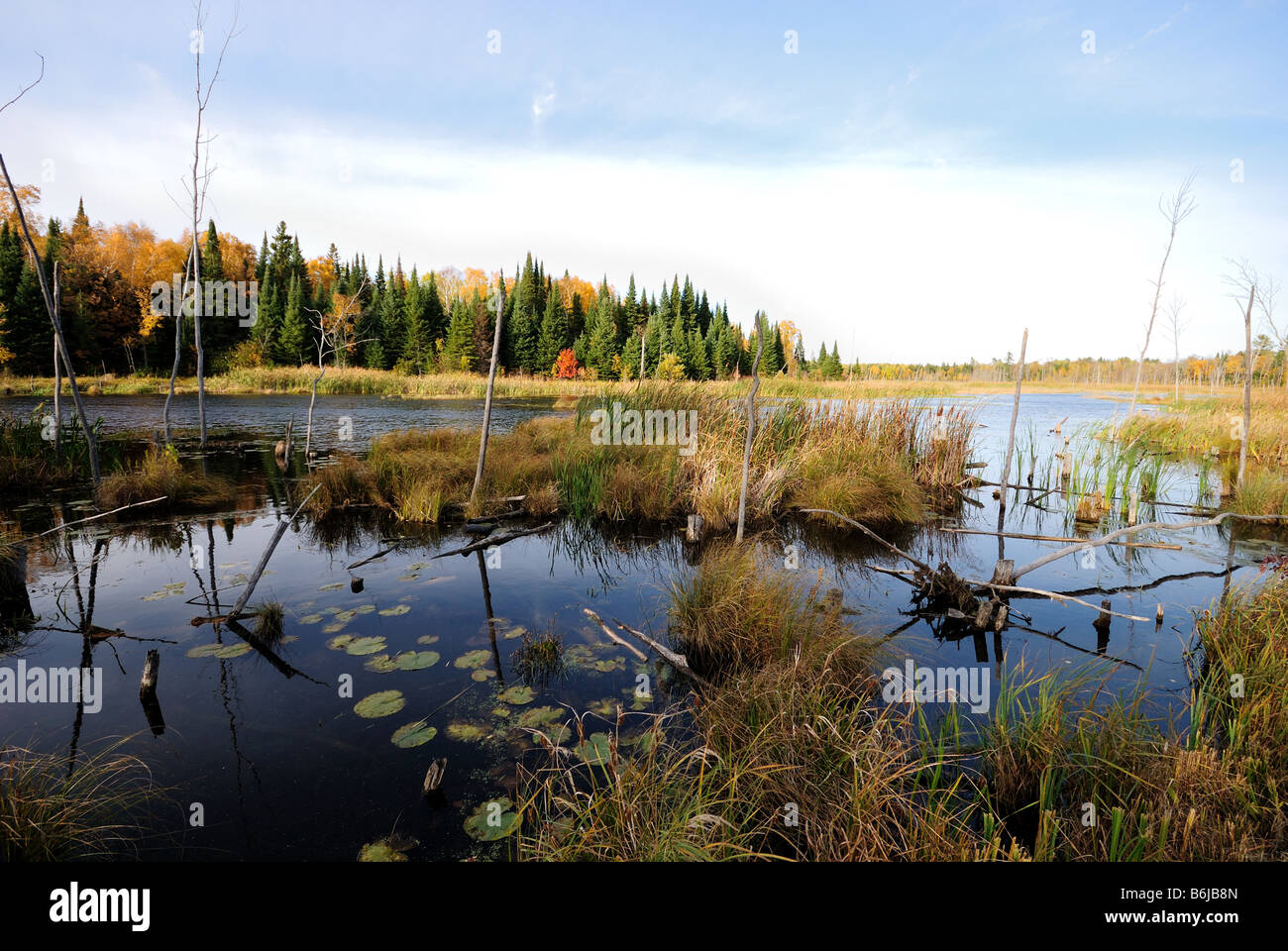 Northern Minnesota wetland Stock Photo