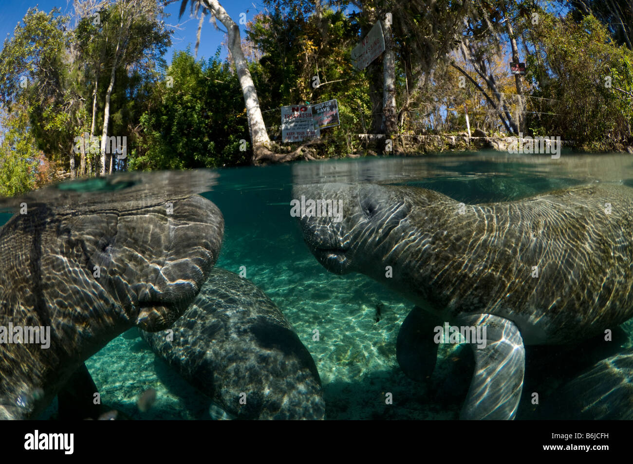 Endangered Florida Manatee Trichechus manatus latirostris in Three