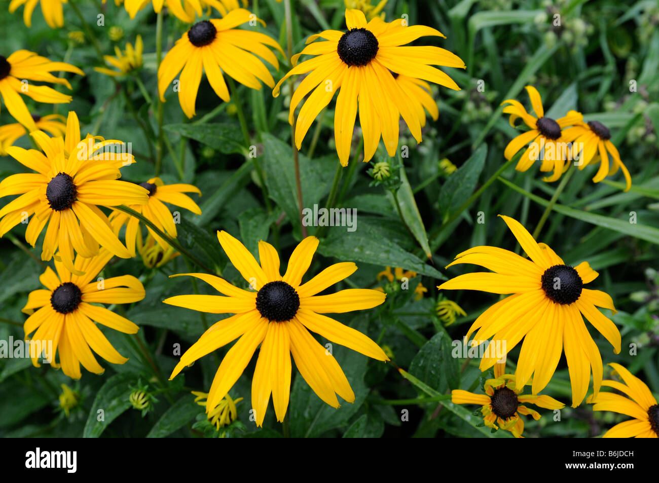 lazy susan corn flowers Stock Photo Alamy
