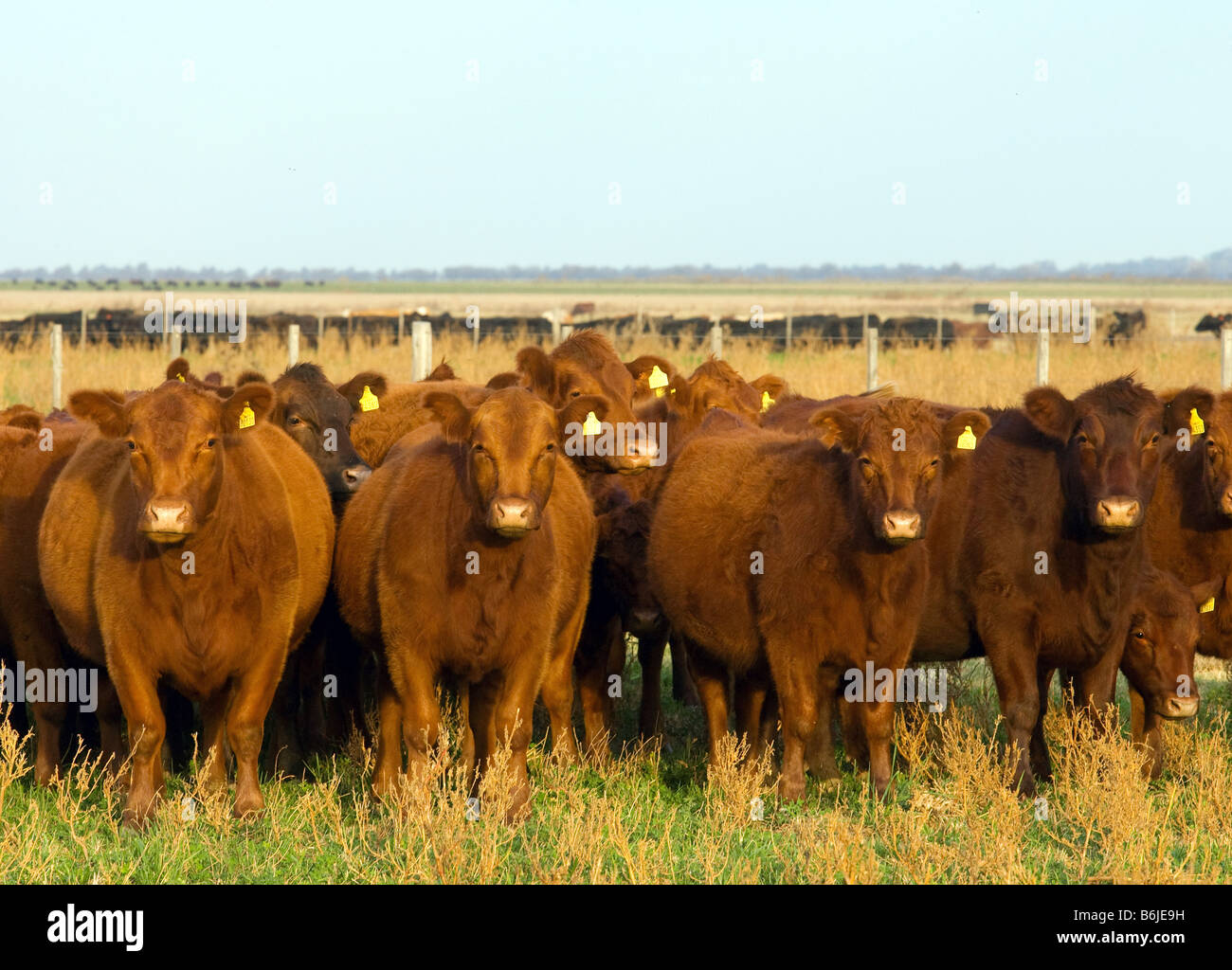 Red angus hi-res stock photography and images - Alamy
