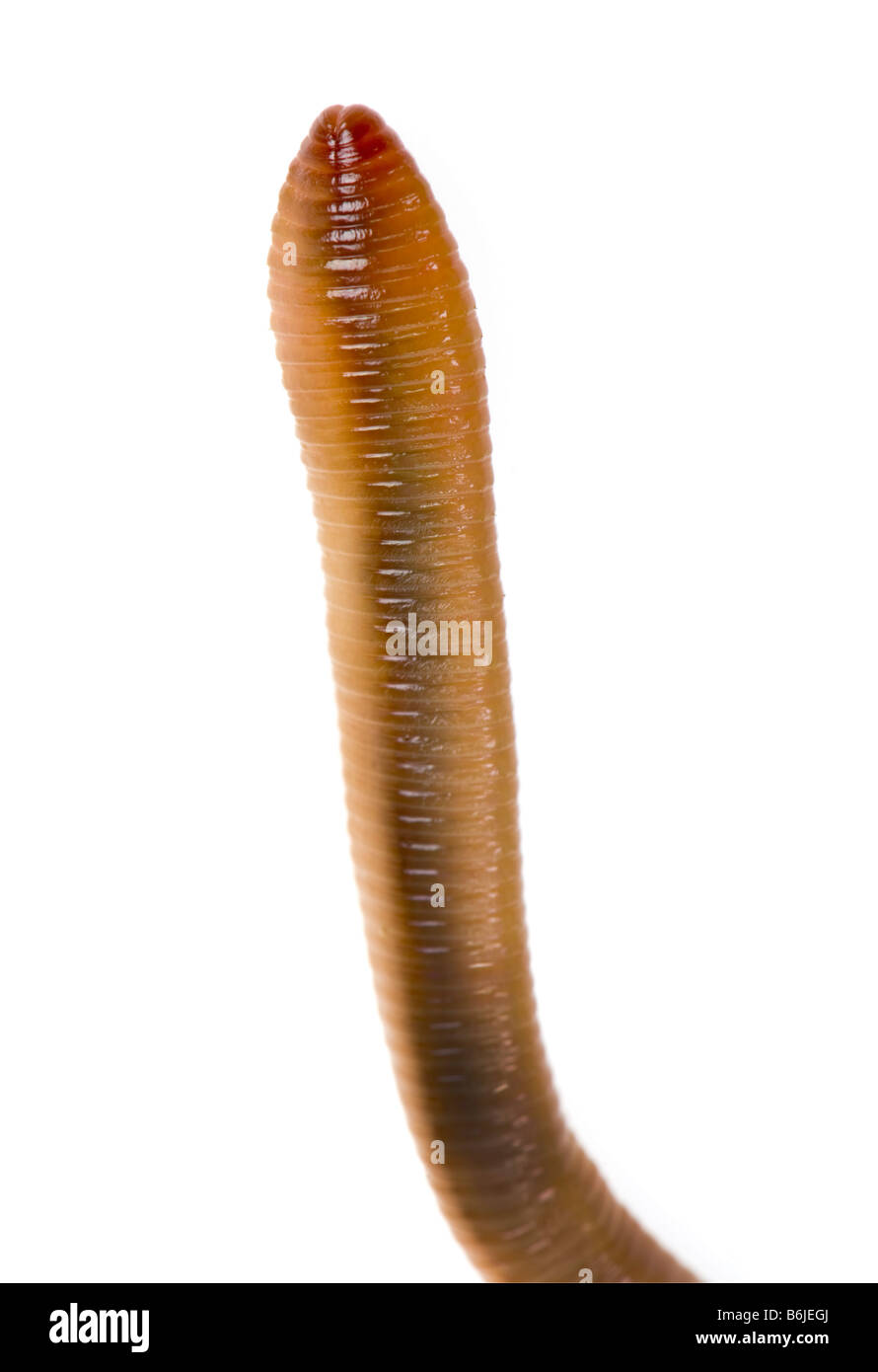 1 one big earthworm WORM wurm regenwurm on white background cutout cut out  body part bodypart mouth Stock Photo - Alamy