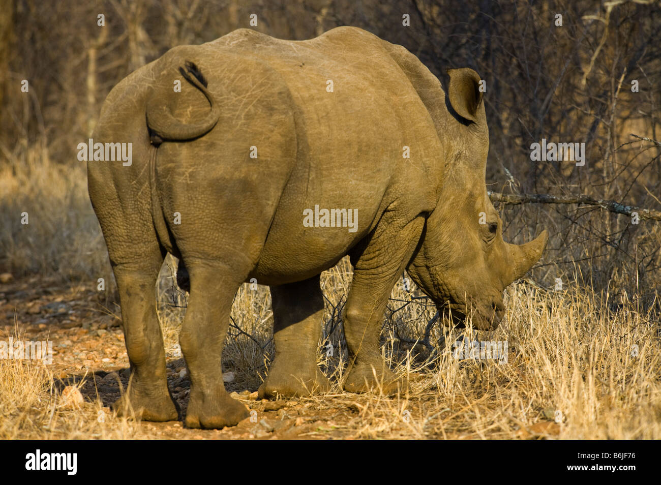 wildlife wild White Rhinoceros Rhino ceratotherium simum south-Africa south africa bush mammal afrika bush from backside Stock Photo
