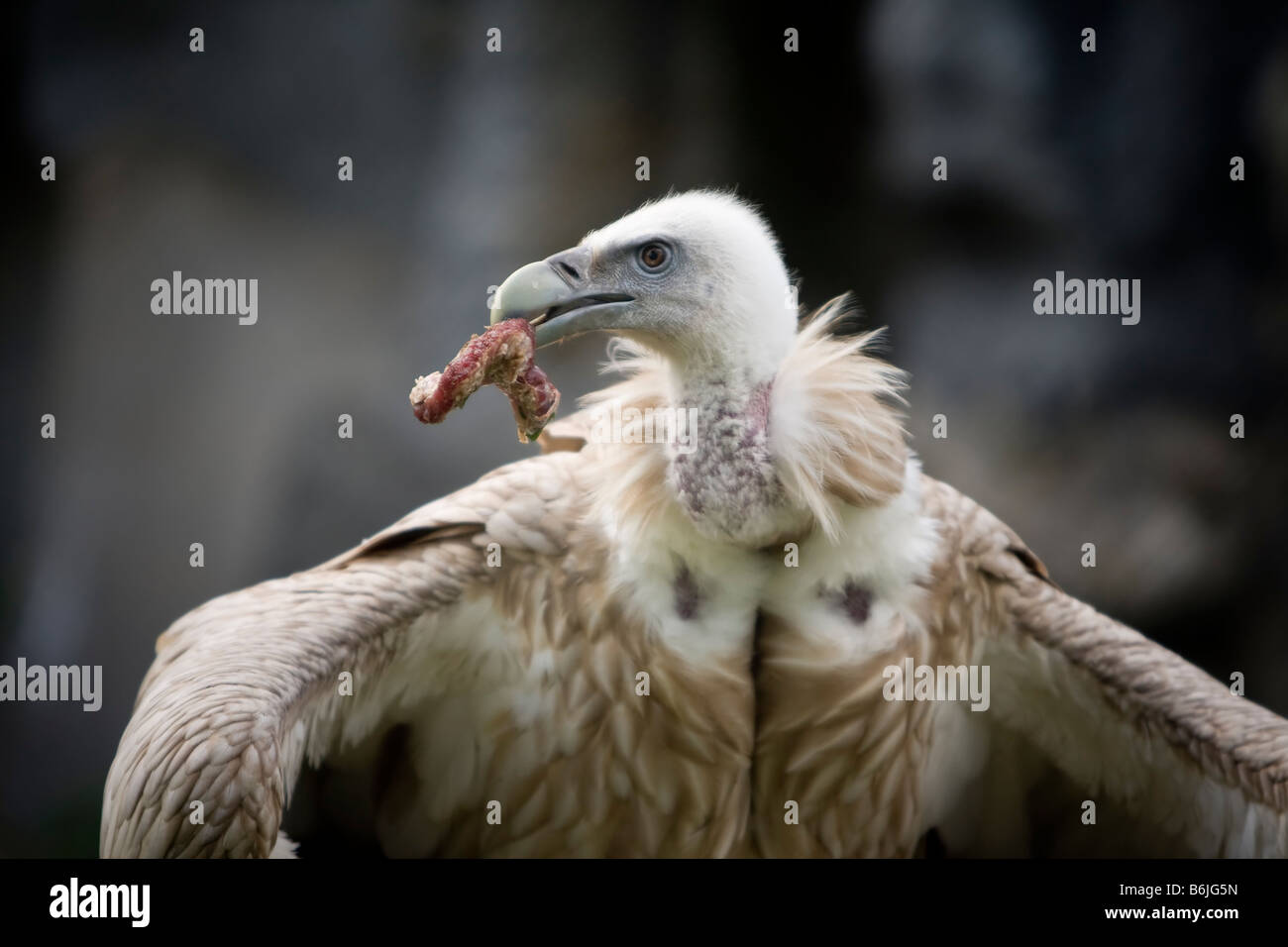vulture eating a piece of flesh Stock Photo - Alamy