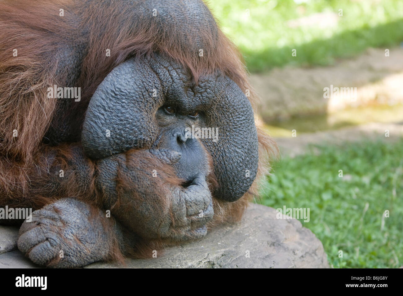 close up of an orangutan looking at camera Stock Photo - Alamy