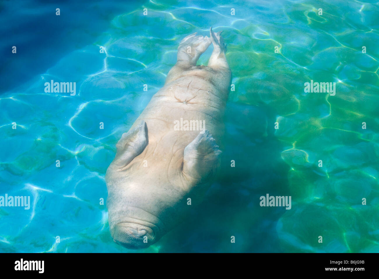 walrus 'odobenus rosmarus' diving in a blue water pool Stock Photo