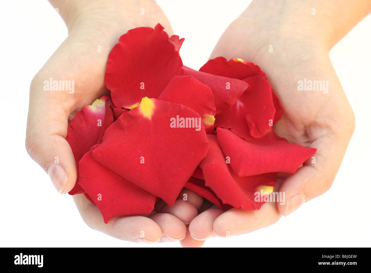 Rose Petals Hands High Resolution Stock Photography And Images Alamy