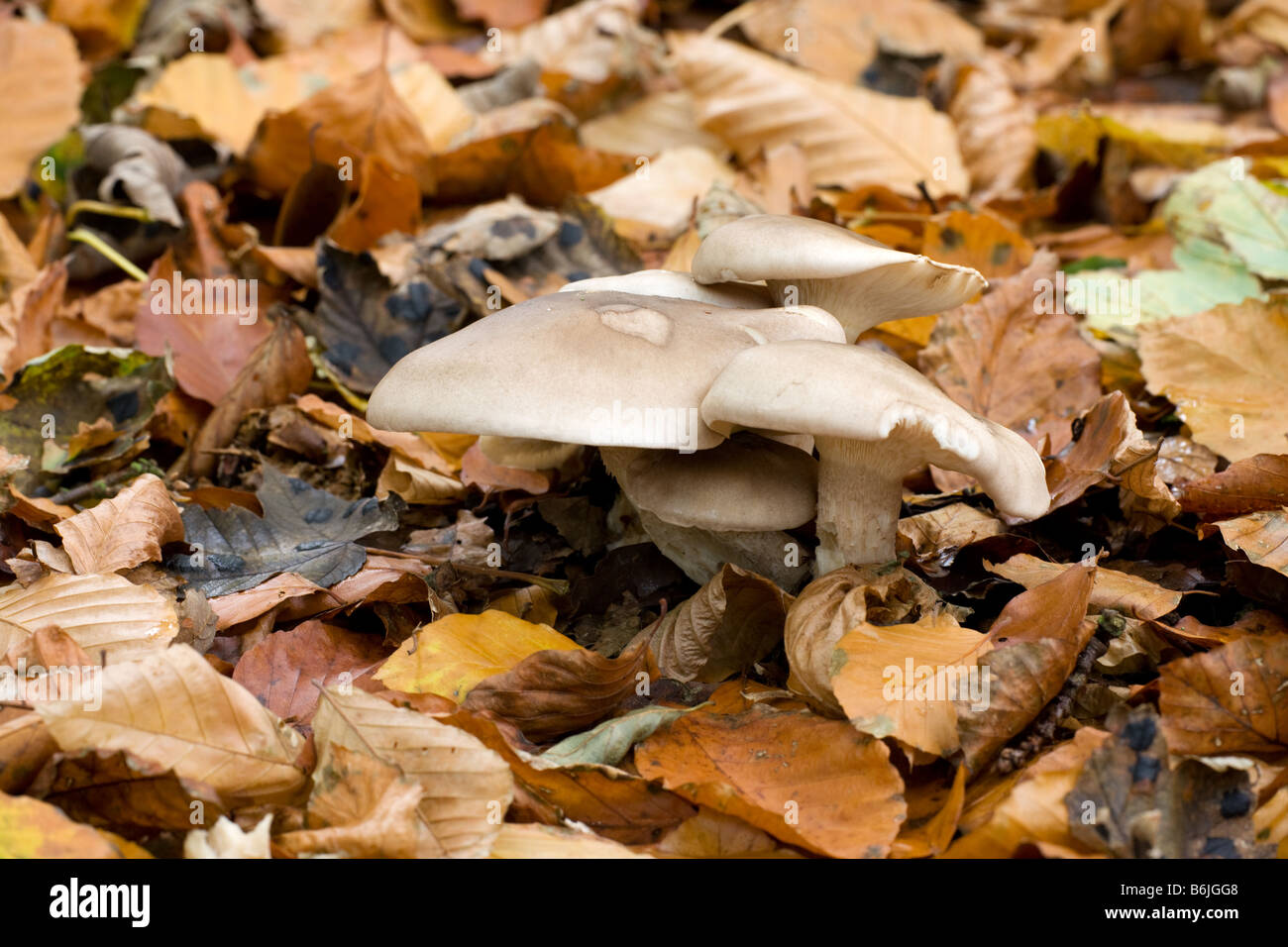 Clouded Agaric Clitocybe nebularis fungi growing in Beech leaf litter on woodland floor Stock Photo