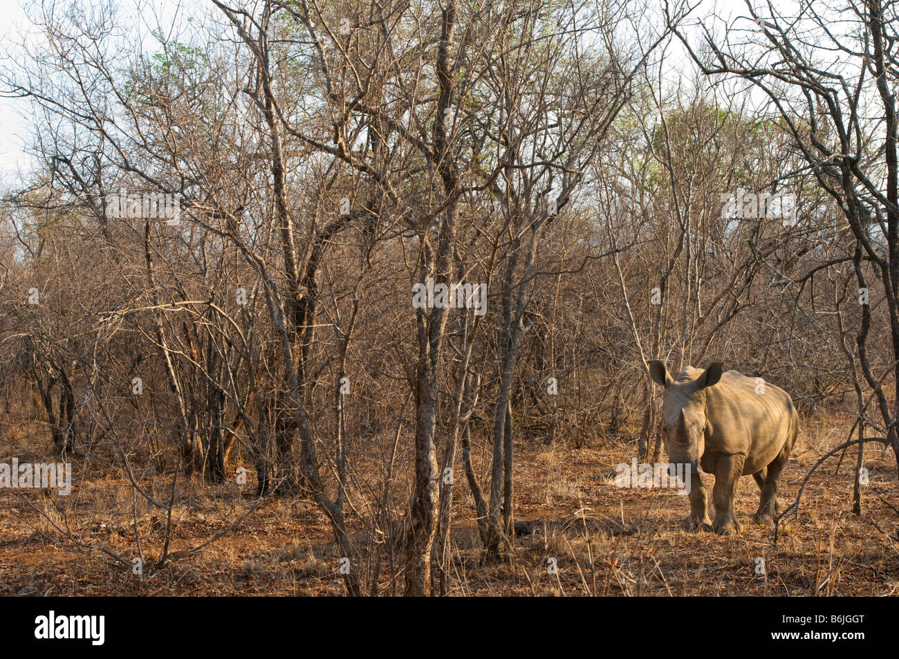 wildlife wild White Rhinoceros Rhino ceratotherium simum south-Africa south africa bush mammal afrika bush woodland ambience Stock Photo