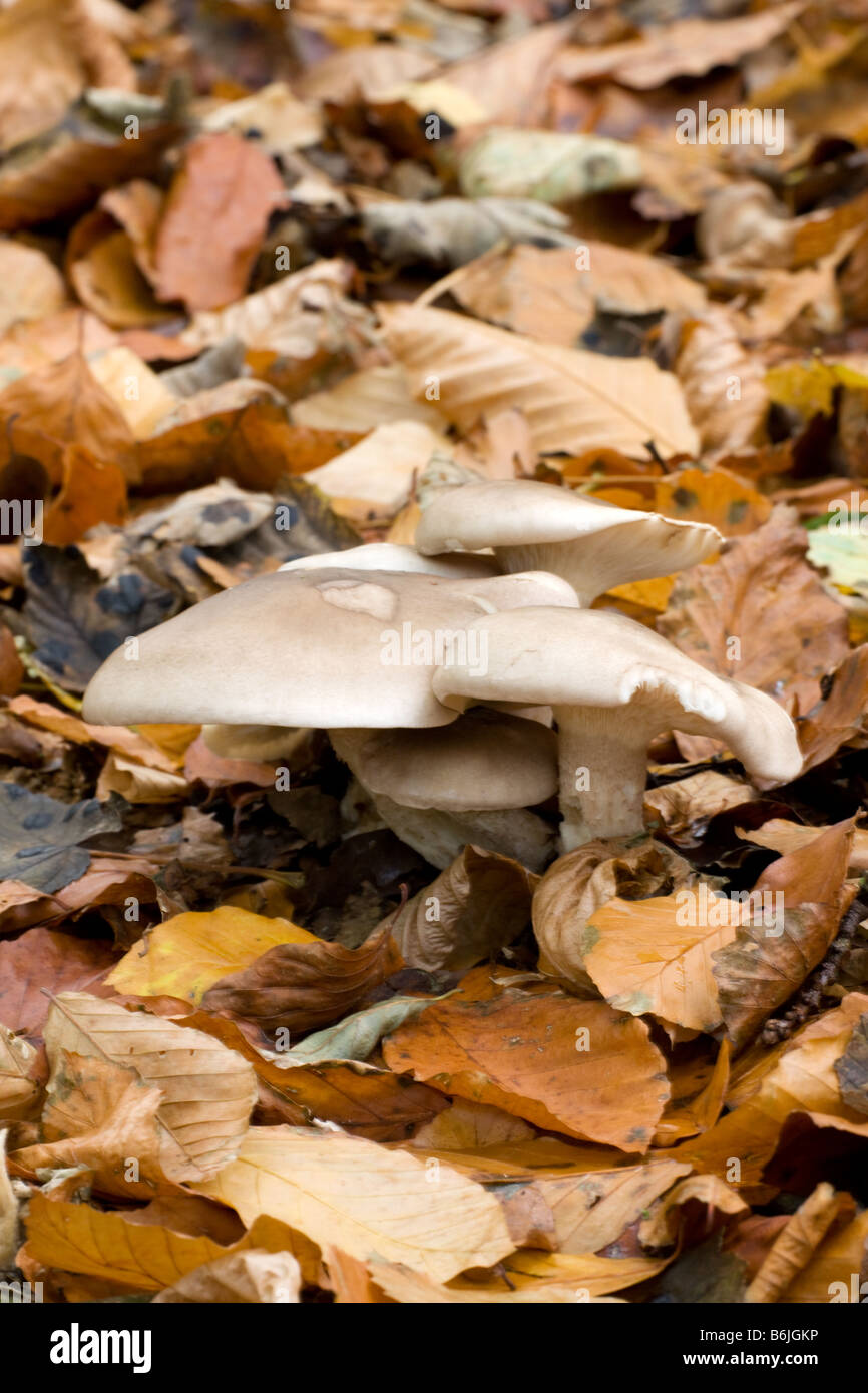 Clouded Agaric Clitocybe nebularis fungi growing in Beech leaf litter on woodland floor Stock Photo