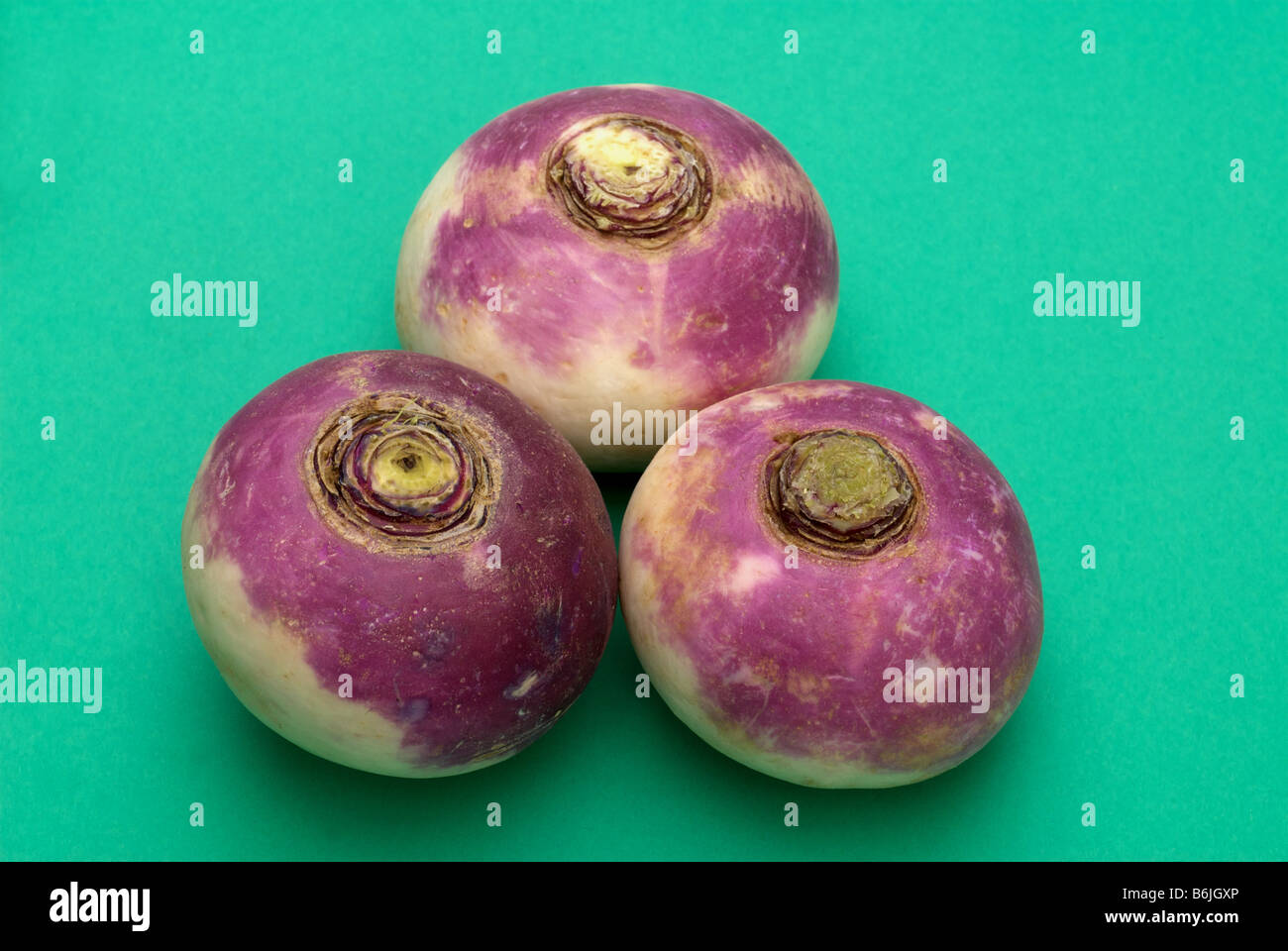 Commercially grown Turnips, Suffolk, UK Stock Photo Alamy
