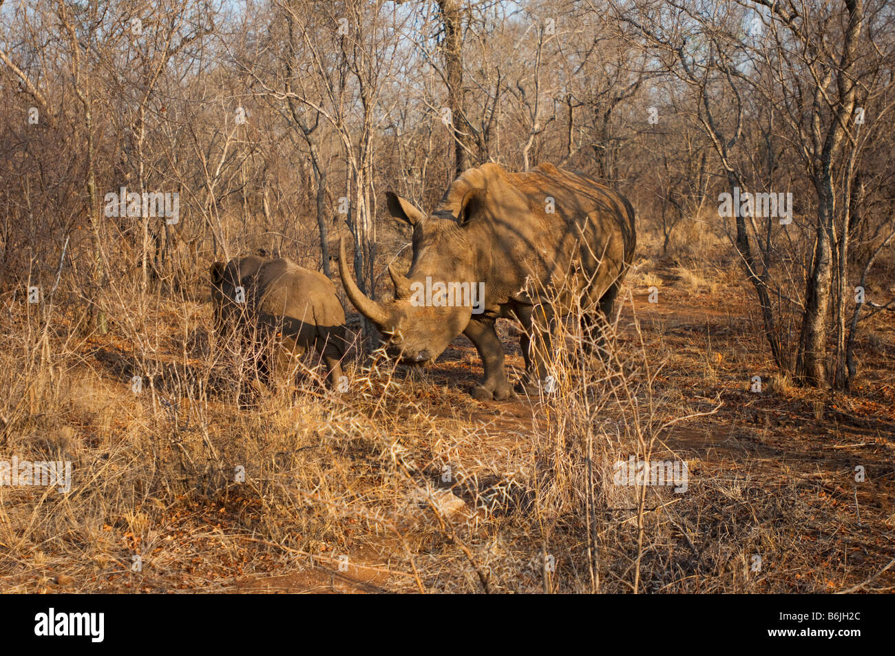 wildlife wild White Rhinoceros Rhino ceratotherium simum south-Africa south africa bush mammal afrika bush camouflage Stock Photo