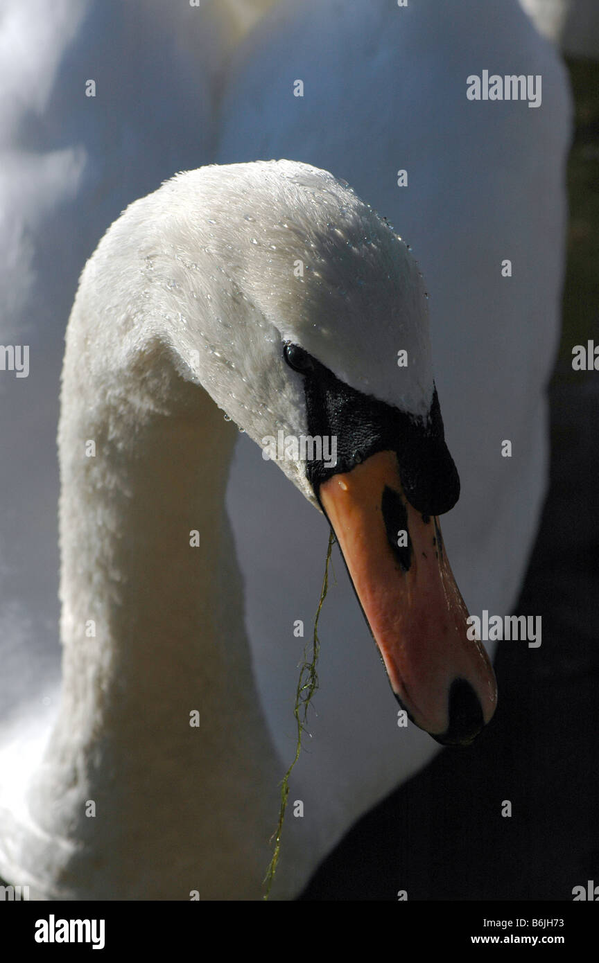 A mute swan with weed hanging from its mouth Stock Photo