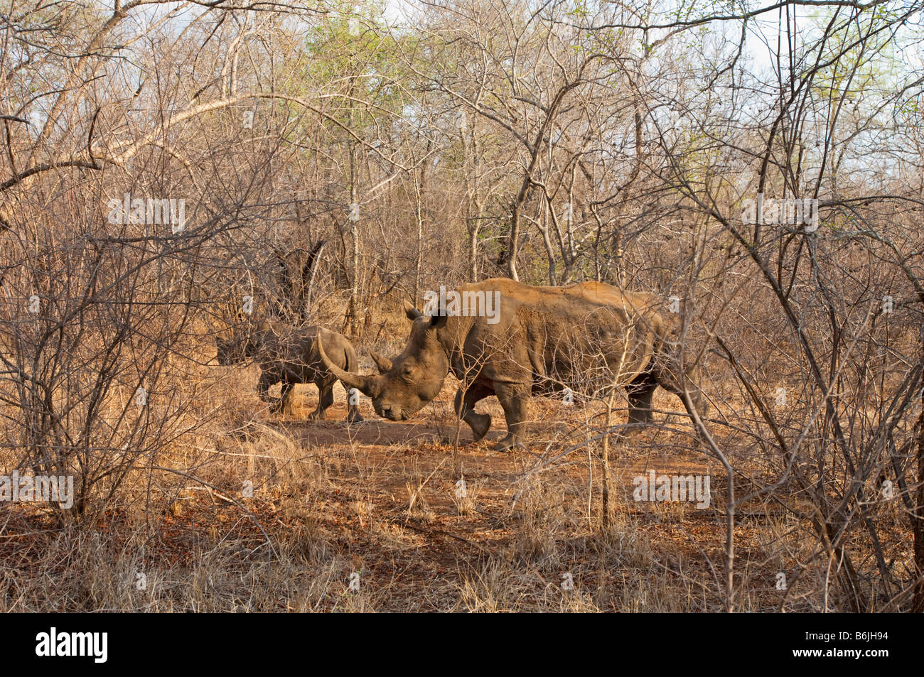 wildlife wild White Rhinoceros Rhino ceratotherium simum south-Africa south africa bush mammal afrika bush woodland hide hidden Stock Photo