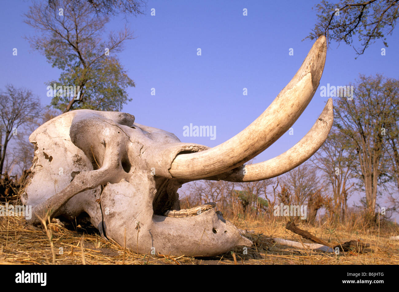 Africa, Botswana, Okavango Delta, Linyanti. African Elephant (Loxodonta africana) skull. Stock Photo