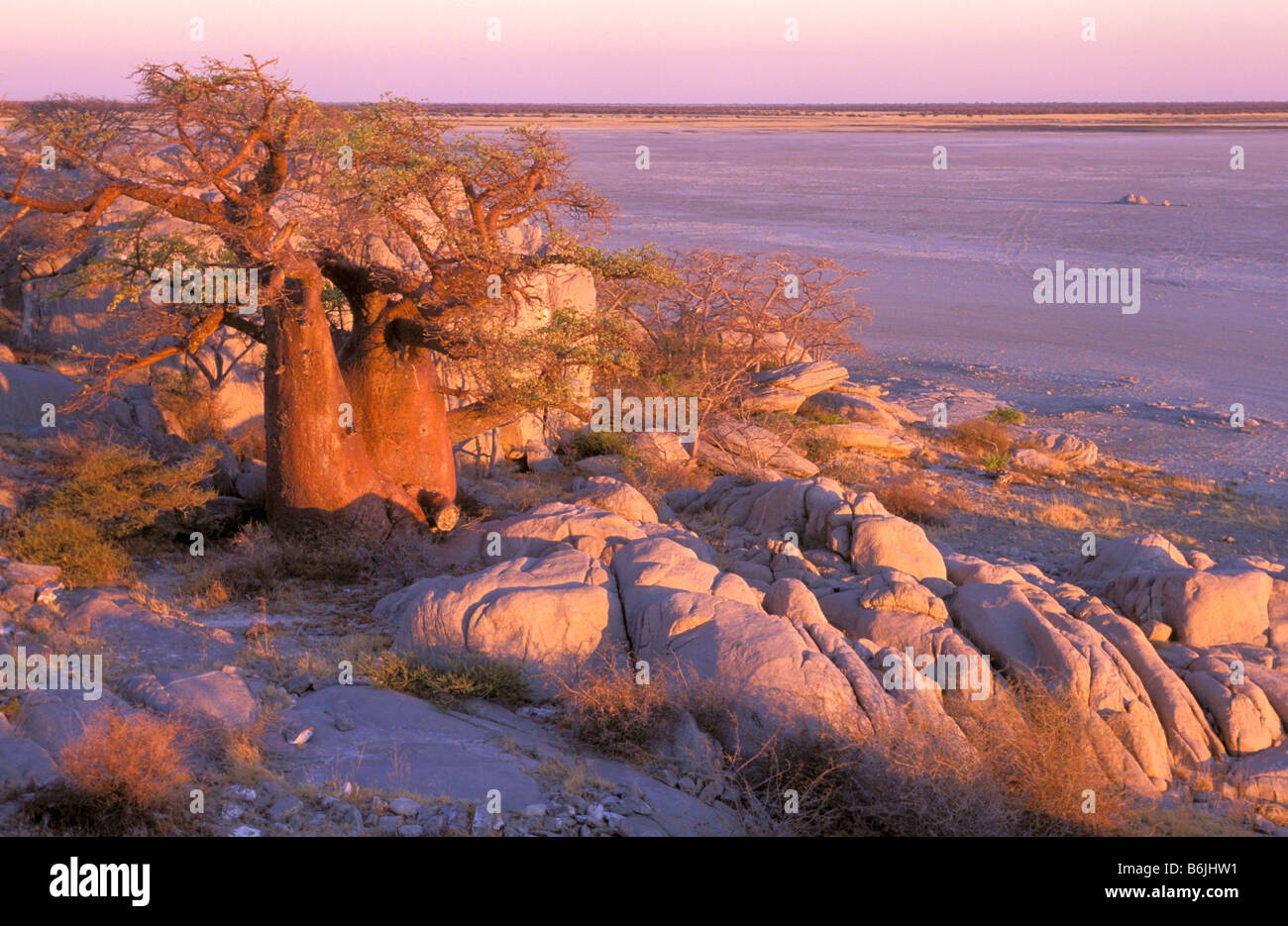 Africa, Botswana, Sua salt pan, Makgadikgadi. Baobab on Kubu Island