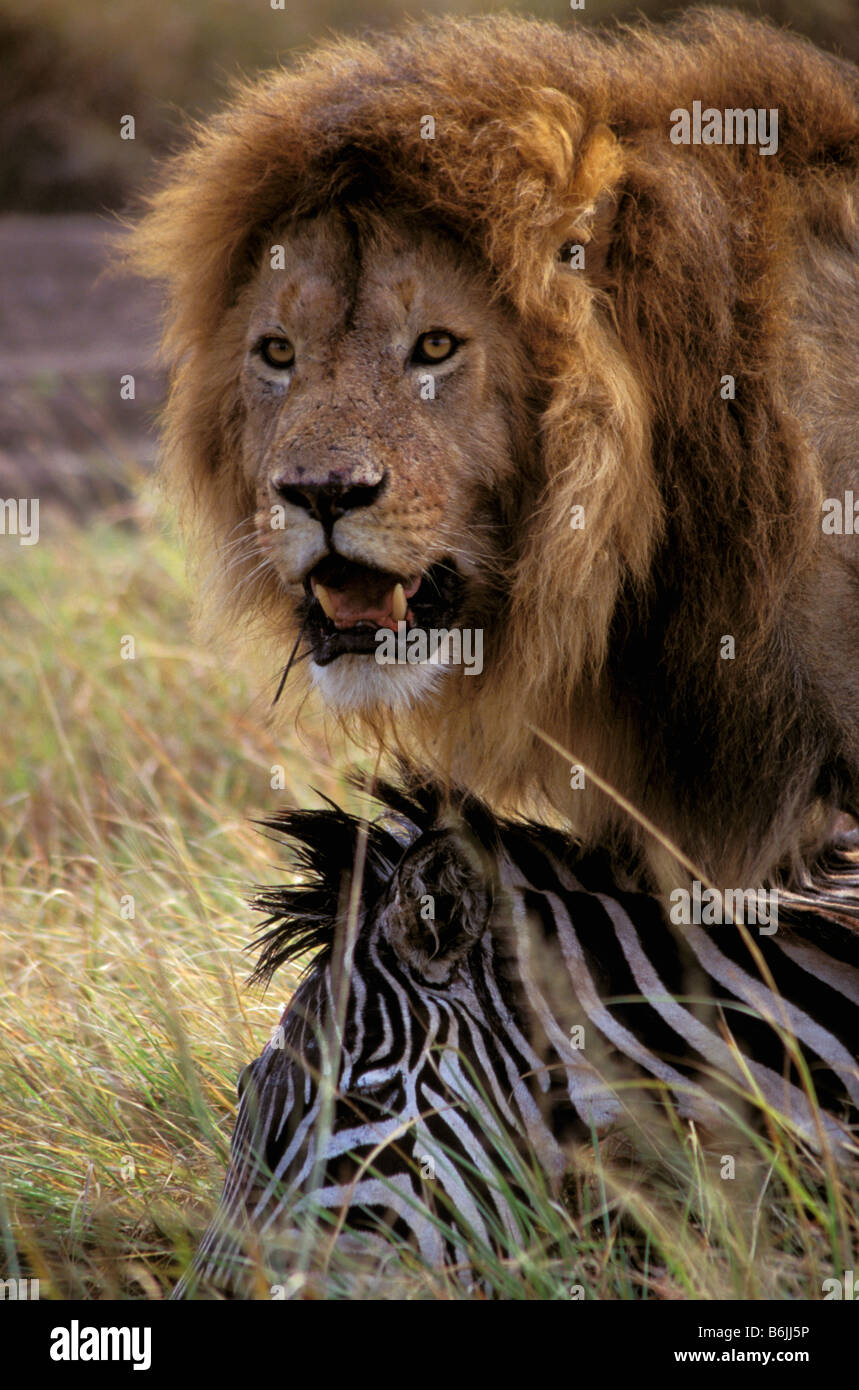 Africa, Kenya, Masai Mara. Lion male zebra kill (Panthera leo Stock