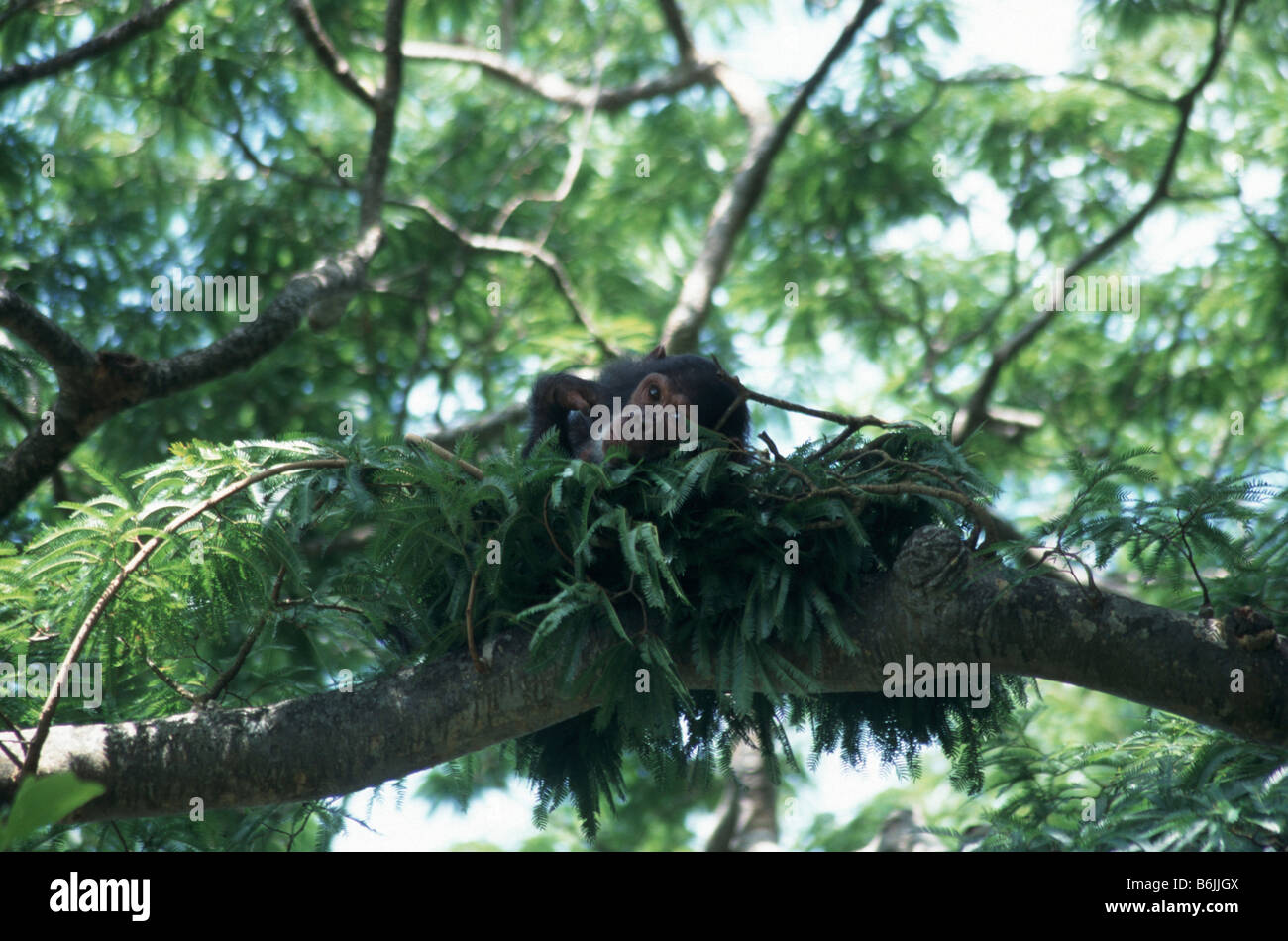 Chimpanzee nest tree hi-res stock photography and images - Alamy