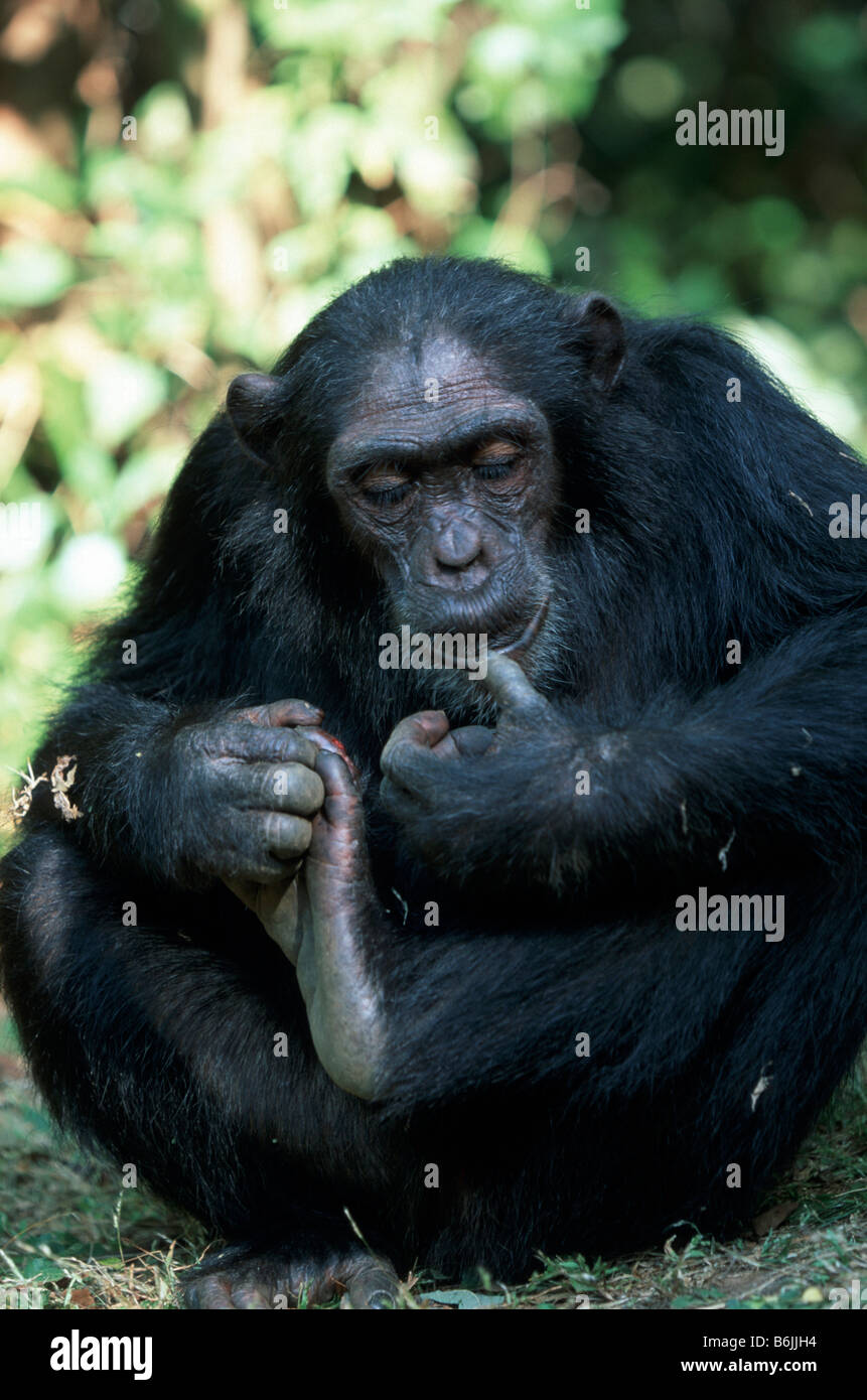 Chimp Behavior Jane goodall chimpanzee behavior hi-res stock photography and images ...