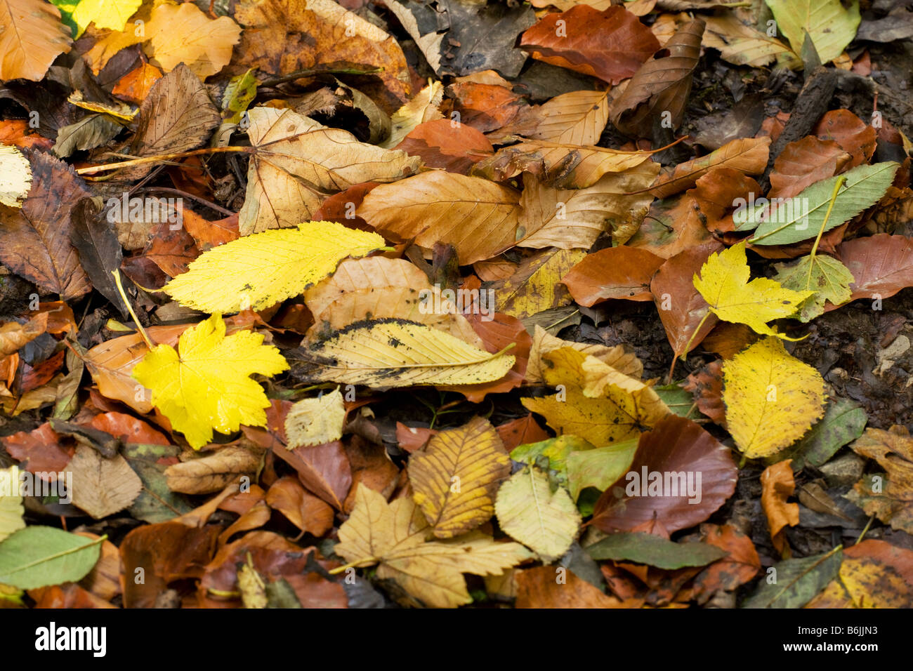 Fallen deciduous leaves in autumn on woodland floor at Linacre ...