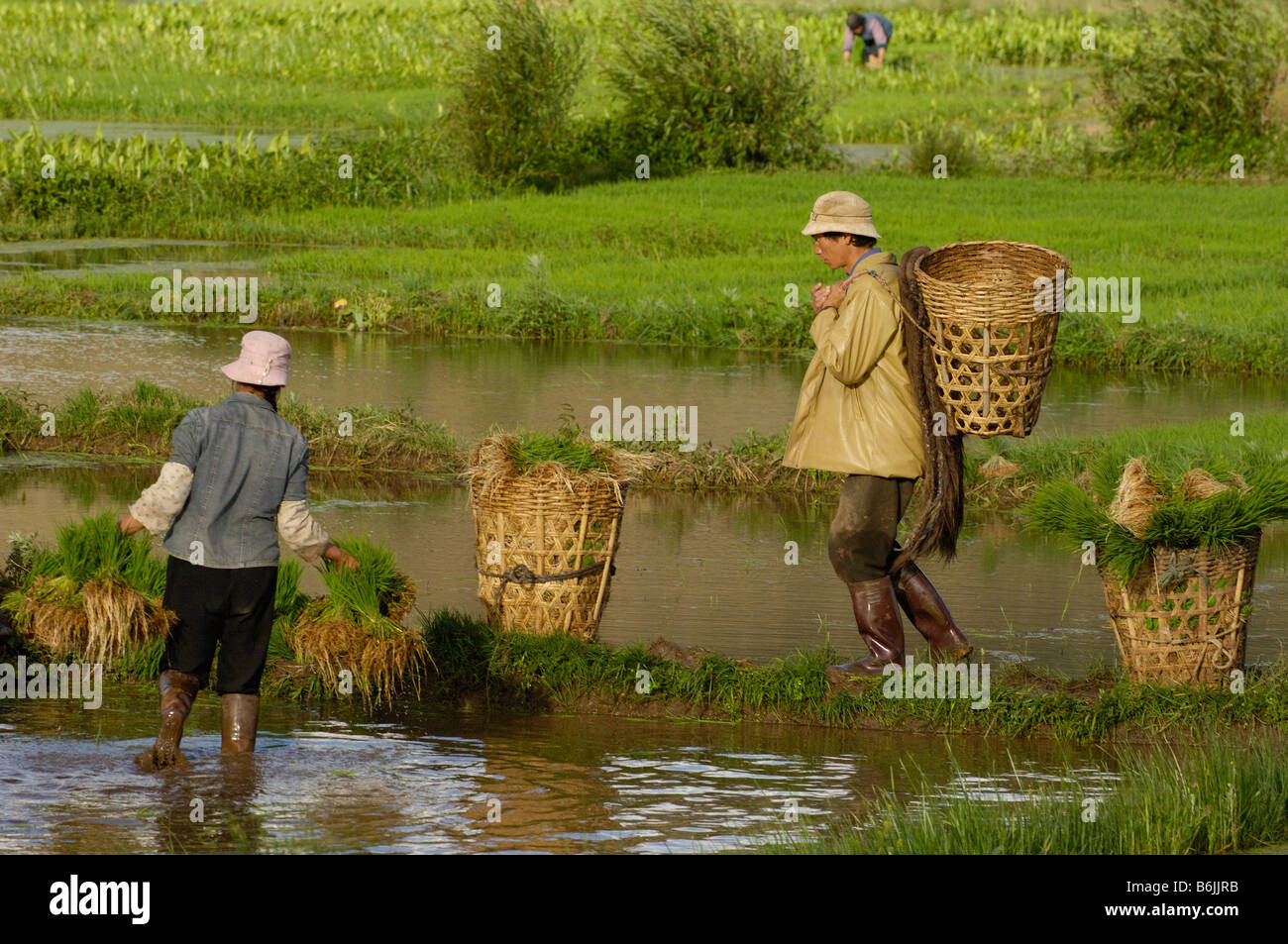 Farmer carrying rice paddy hi-res stock photography and images - Alamy