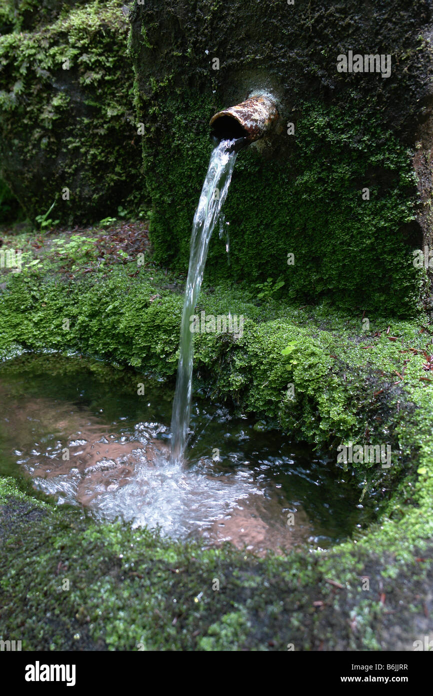 spring in the forest at mont saint odile - alsace - france Stock Photo
